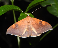 Rectipalpula billeti