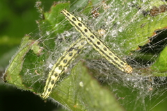 Depressaria chaerophylli