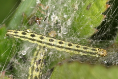 Depressaria chaerophylli