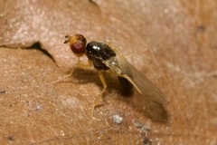 Chamaepsila