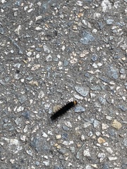 Theretra oldenlandiae