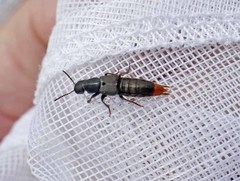 Platydracus mysticus