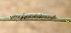 Catocala lineella