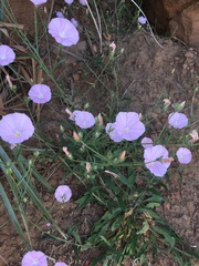 Convolvulus cantabrica image