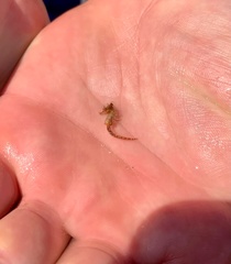 Hippocampus zosterae