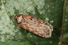 Depressaria chaerophylli