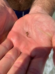 Hippocampus zosterae