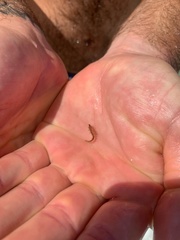 Hippocampus zosterae