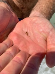 Hippocampus zosterae