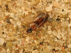 Acupalpus flavicollis