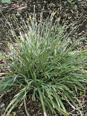 Carex laxiculmis