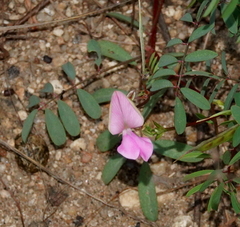 Tephrosia maxima
