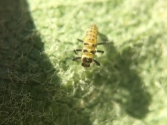 Psyllobora vigintimaculata