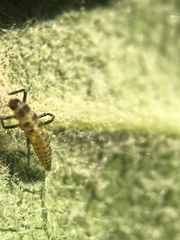 Psyllobora vigintimaculata