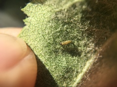 Psyllobora vigintimaculata