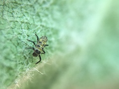 Psyllobora vigintimaculata
