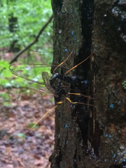 Megarhyssa atrata