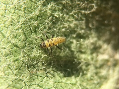 Psyllobora vigintimaculata