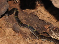 Lycodon travancoricus