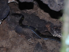 Lycodon travancoricus