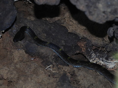 Lycodon travancoricus