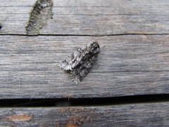 Acronicta auricoma