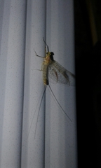 Stenacron interpunctatum