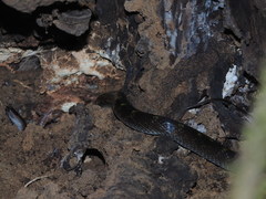 Lycodon travancoricus