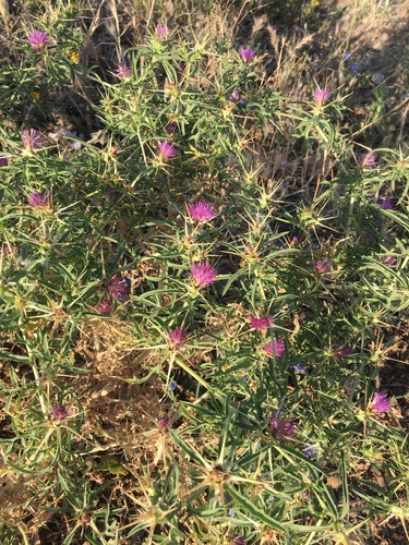 purple star-thistle