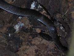 Lycodon travancoricus