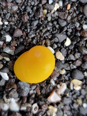 Littorina obtusata