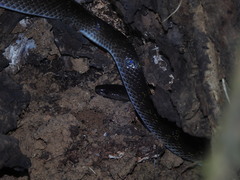 Lycodon travancoricus