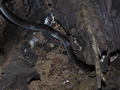 Lycodon travancoricus