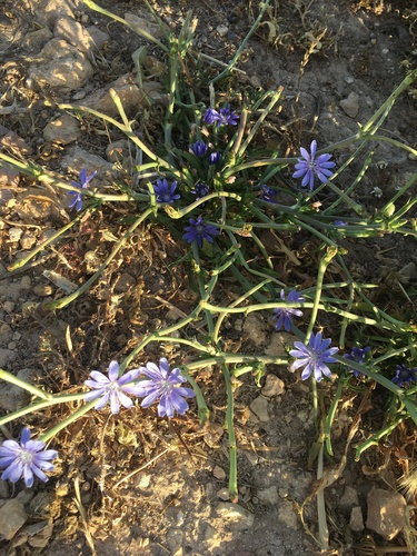 chicory
