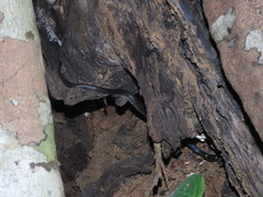 Lycodon travancoricus