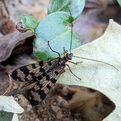 Panorpa meridionalis