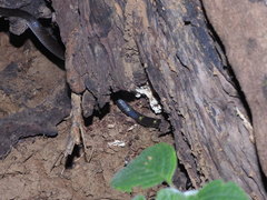 Lycodon travancoricus