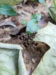 Panorpa meridionalis