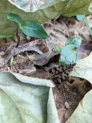 Panorpa meridionalis