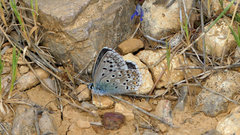 Polyommatus hispana