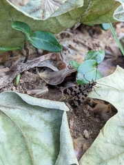 Panorpa meridionalis