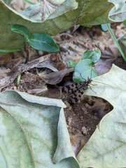 Panorpa meridionalis