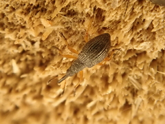 Kalcapion pallipes