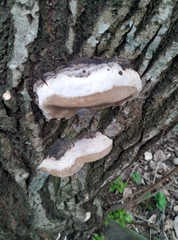 Phellinus igniarius igniarius