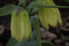 Fritillaria pallidiflora