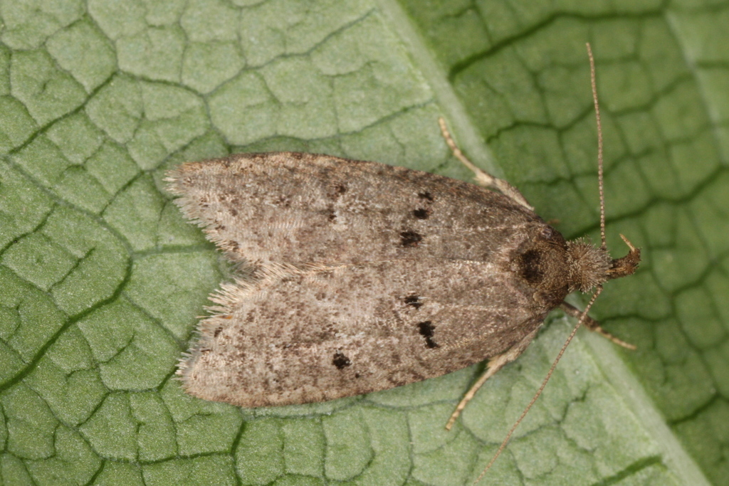 Luquetia lobella