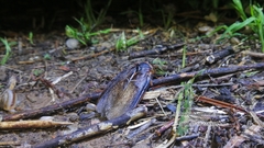 Eupolyphaga sinensis