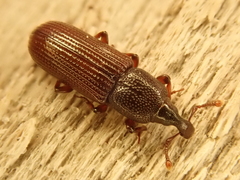Cossonus cylindricus