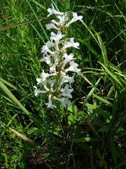 Penstemon tubaeflorus