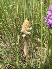 Orobanche picridis